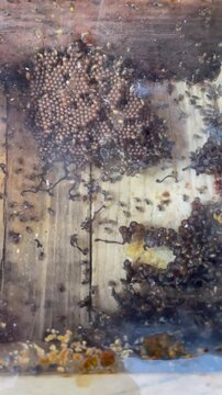 top view close up Stingless bee hive, Tetragonula laeviceps breed, 