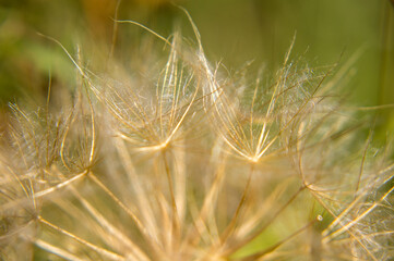 close up of dandelion seeds