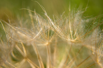 close up of dandelion seeds