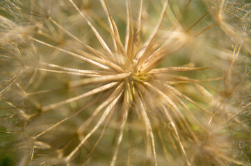 close up of dandelion seeds
