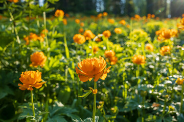 Orange Trollius or Globeflower while hiking in the woods. 