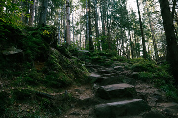 Fototapeta premium path in the woods