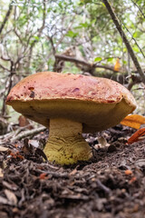 Boletus loyo