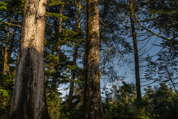Fototapeta premium Footpath in a dense forest on a sunny day. Mysterious path full of roots in the middle of wooden coniferous forrest, surrounded by green bushe