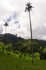 Quindio Wax Palm,  Ceroxylon quindiuense trees at  Cocora Valley, Salento ,Colombia 