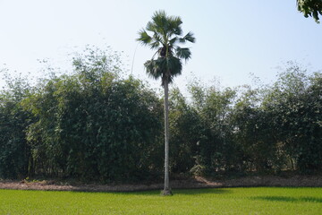 palm tree situated in the center of what appears to be a paddy field, with a background of dense...