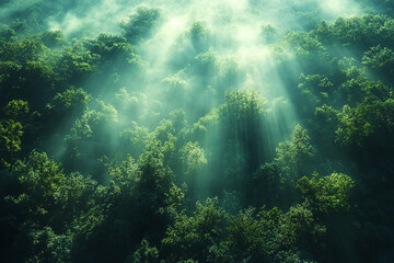 Obraz premium Emerald canopy bathed in ethereal luminescence, a forest's mystic awakening