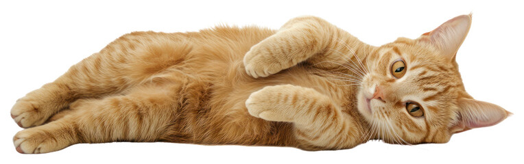 PNG Real orange cat lies animal pet adorable.