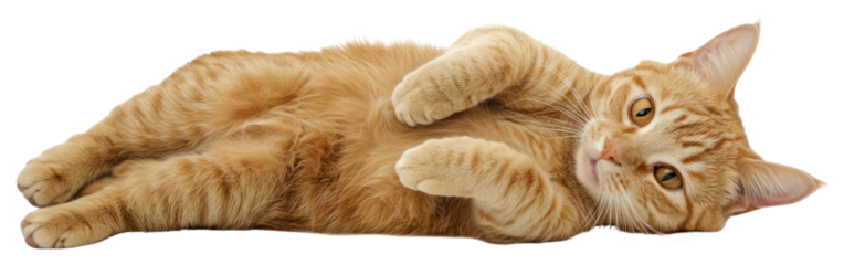 PNG Real orange cat lies animal pet adorable.