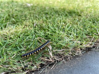 Close-up of harpaphe haydeniana, commonly known as yellow-spotted millipede walking on green grass and asphalt in the background of green grass exposed to sunlight