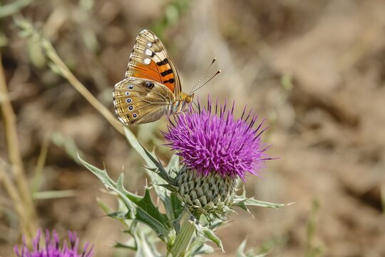 A Painted Lady butterfly rests on a vibrant purple thistle flower in a natural setting.