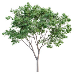 Obraz premium PNG Real Green wide tree isolated green illustration.