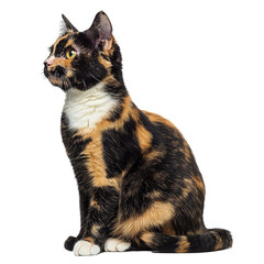 Fototapeta premium Adorable Cat with Orange and Black Mix Sitting Gracefully on a Farm, Capturing the Essence of Country Life