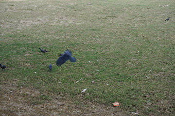 The crow is flying over the field and other crows are roaming