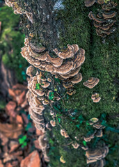 Trametos versicolor fungus on the bark of a tree in an autumn forest