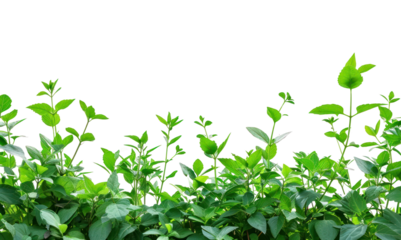 PNG Plant border green backgrounds nature.
