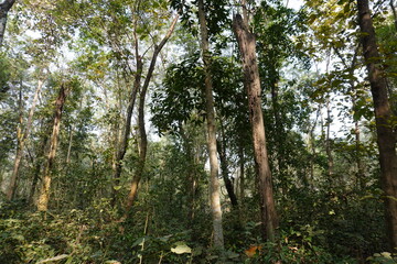 A dense forest, likely a rainforest, characterized by tall trees and lush vegetation