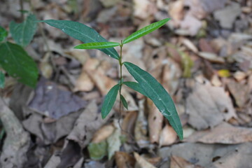 Oreocnide frutescens, also known as Himalayan Woody Rhea