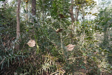 Obraz premium A dense thicket of what appears to be bamboo or a similar type of plant, possibly Calamus