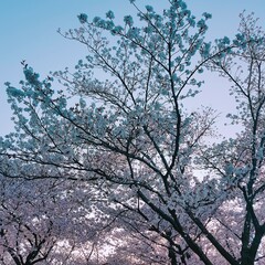 tree in spring 