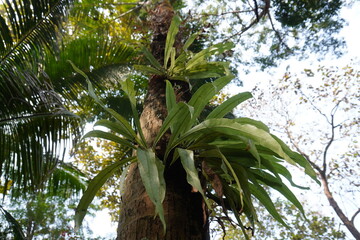 Asplenium nidus, commonly known as bird's nest fern, growing on a tree trunk