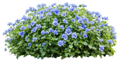 PNG Pansy flowers bush plant botanical geranium.