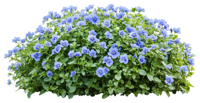 Fototapeta PNG Pansy flowers bush plant botanical geranium.