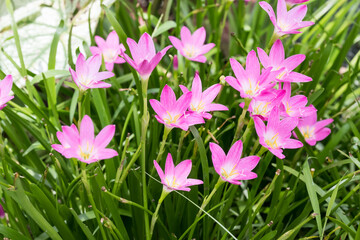 Fototapeta premium Beautiful pink rain lily (zephyranthes rosea) flowers.