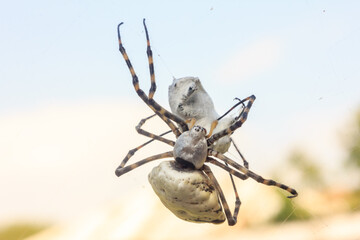 Spider with prey
