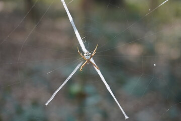 Argiope spider, likely Argiope argentata, also known as the silver argiope or silver garden spider,...