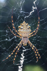 Spider with prey