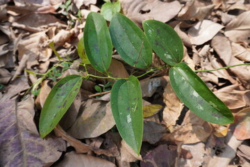 Smilax glabra, Smilax zeylanica, or Smilax glyciphylla which is a vine with broad, ovate leaves and is growing on a forest floor covered in leaf