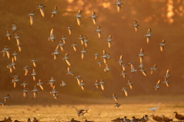 flock of seagulls