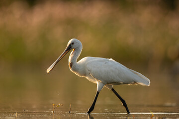 Eurasian Spoonbill 