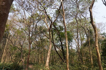 A forest with tall, slender trees, likely in a deciduous or semi-deciduous state, given the lack of dense foliage