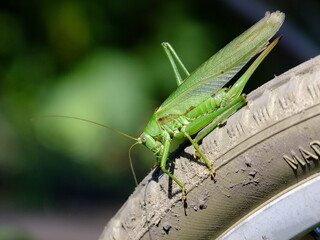 grasshopper on a leaf