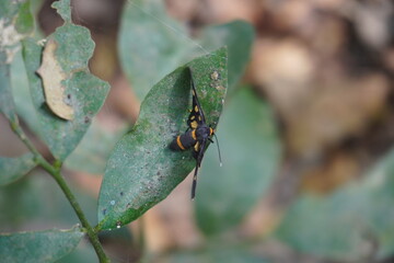 A Handmaiden moth on a green leaf in close up with a blurry background 