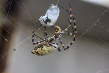 Spider with prey