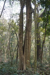 A cluster of trees in a forest setting