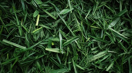 Naklejka premium close-up of a freshly mown grass clippings on a lush green lawn