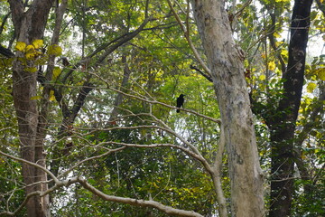An Indian jungle crow perched on the branch of a tree in the forest