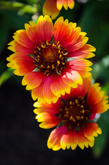 Gaillardia