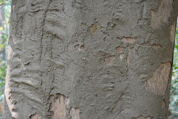 The bark of a tree with a crustose lichen identified as Platythecium hypoleptum