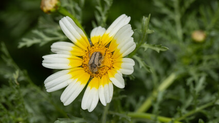 Small brown beetle resting on a white and yellow daisy flower