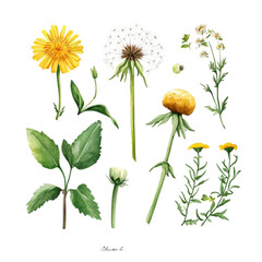 Fototapeta premium Vibrant Watercolor Wildflowers Dandelions and Daisies Delightful Blooms