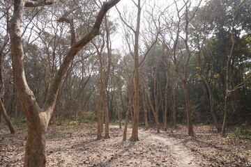 Obraz premium The long trees without leaves are standing and dry leaves are fallen on the ground in the deep forest