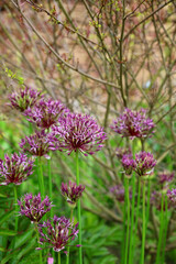Fototapeta premium Bed of alliums, Nottinghamshire, England 