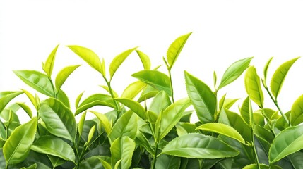 Obraz premium background with flying green tea leaves