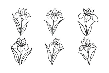 Iris (Iris spp.) flower line art vector illustration