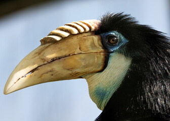 Blythe’s Hornbill (Rhyticeros plicatus) in Papua New Guinea, commonly found in lowland rainforests